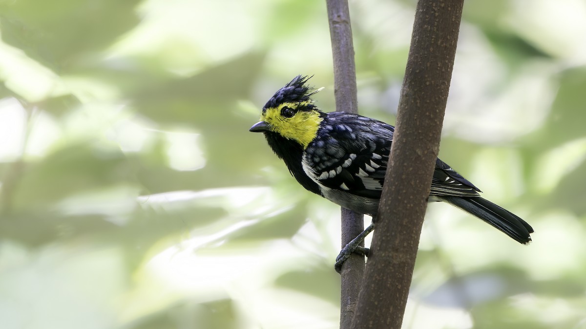 Yellow-cheeked Tit - ML624143858