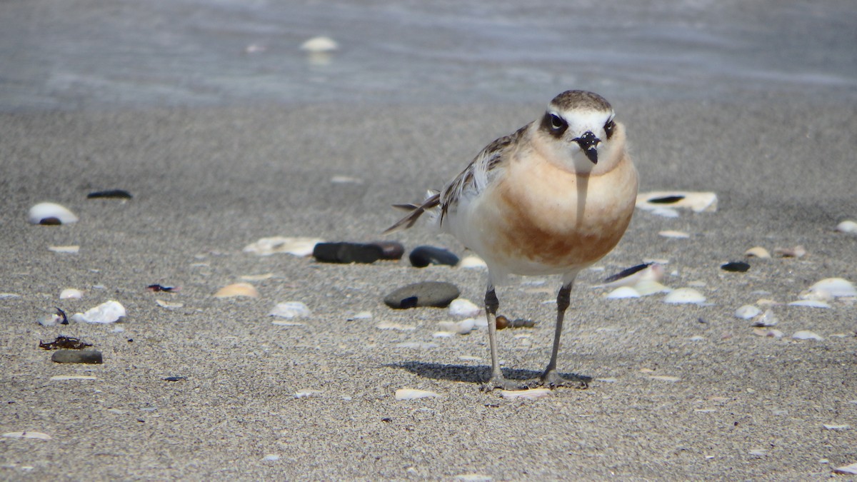 kulík rezavý - ML624143869