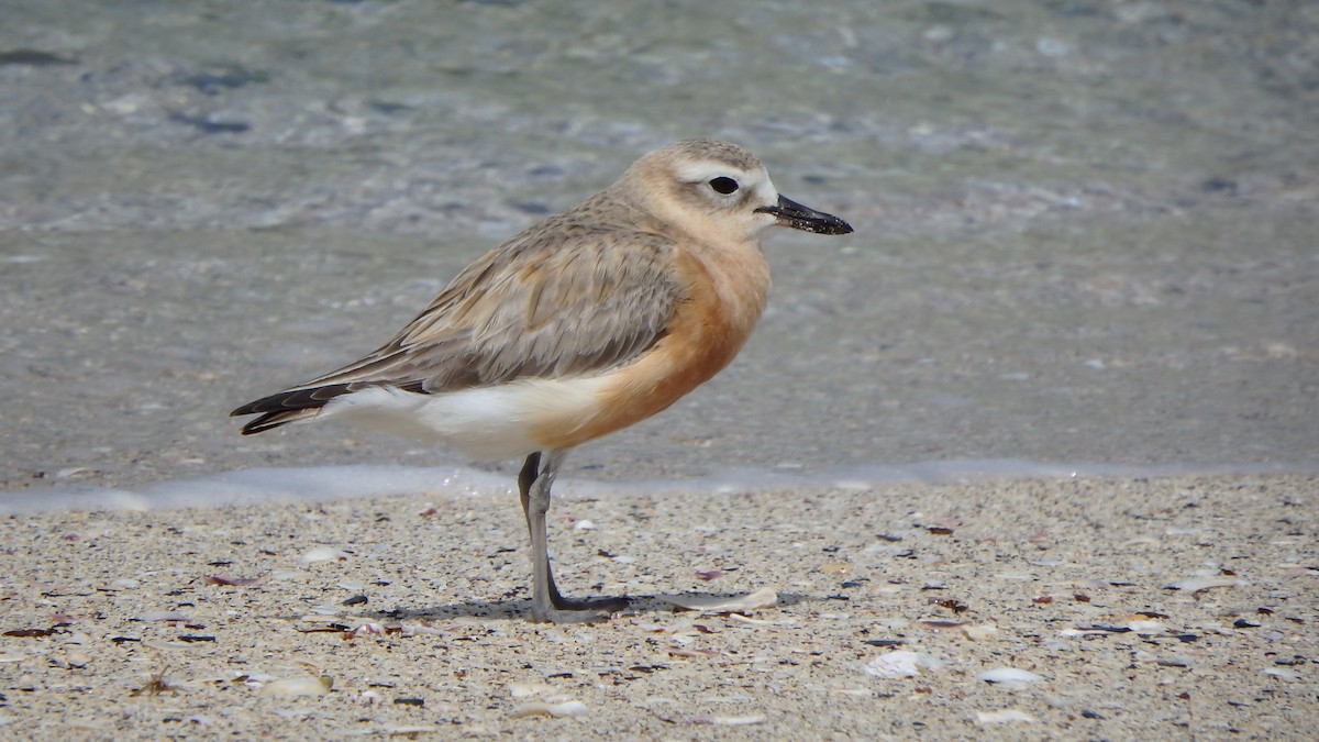 kulík rezavý - ML624143870