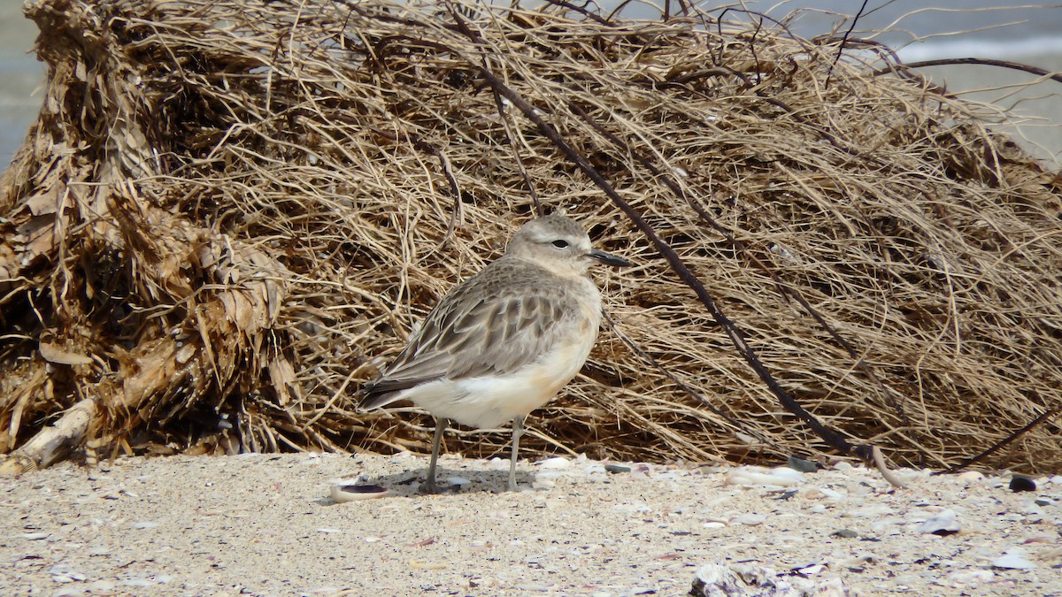 kulík rezavý - ML624143871