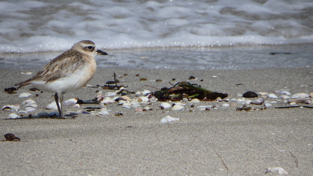 kulík rezavý - ML624143872