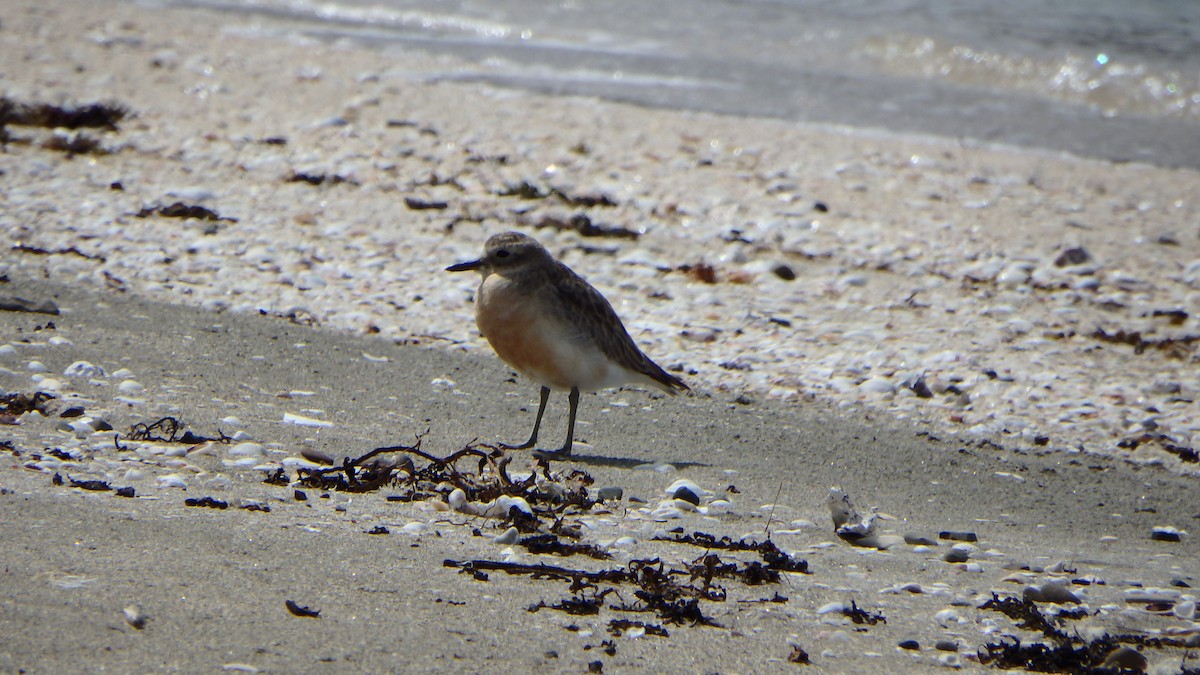 kulík rezavý - ML624143875