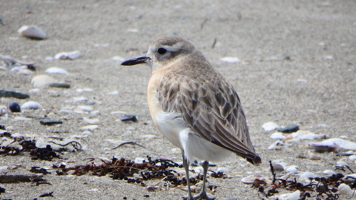 kulík rezavý - ML624143877