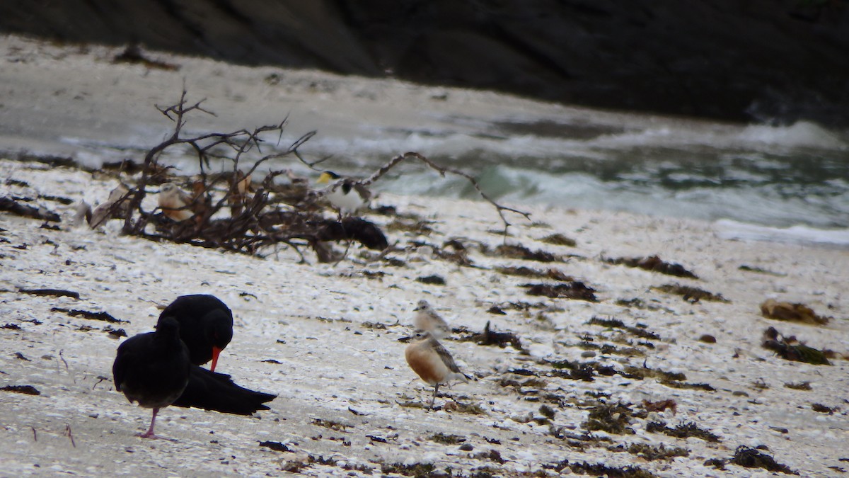 kulík rezavý - ML624143896