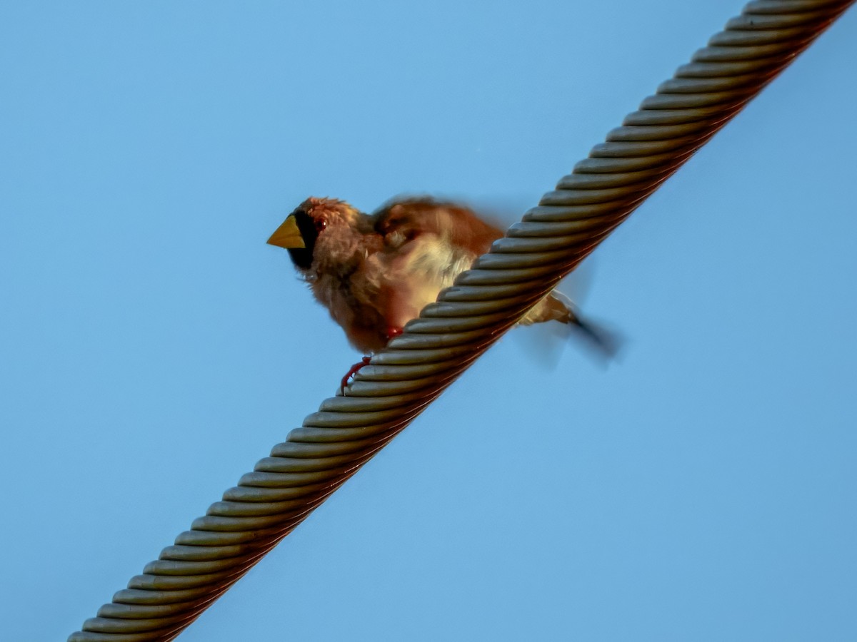 Masked Finch - ML624143897