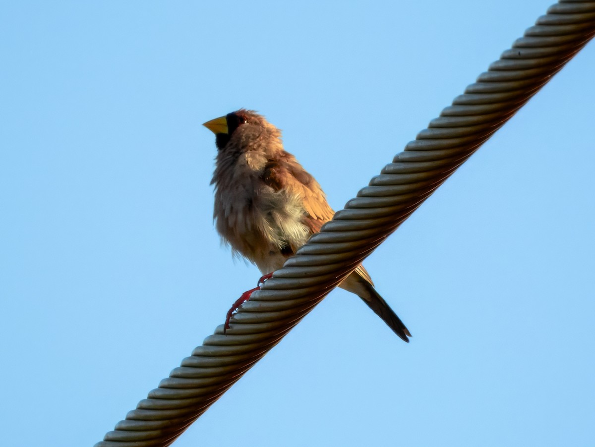 Masked Finch - ML624143899