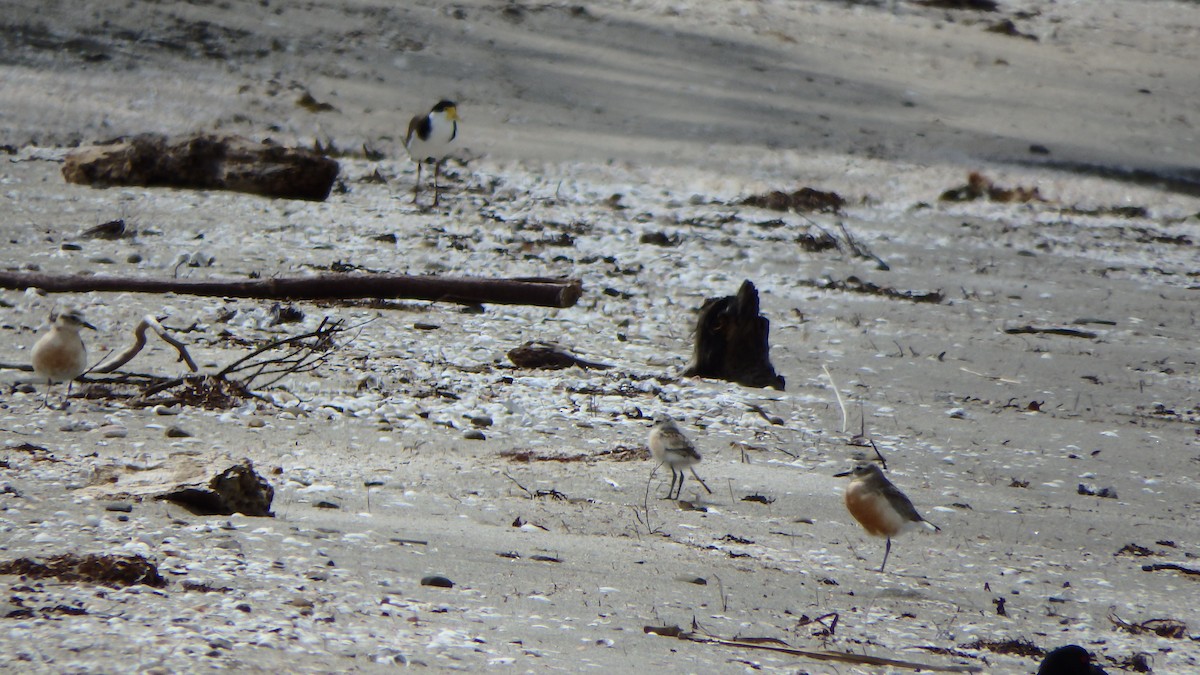 kulík rezavý - ML624143902