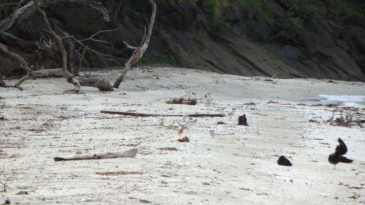 kulík rezavý - ML624143912