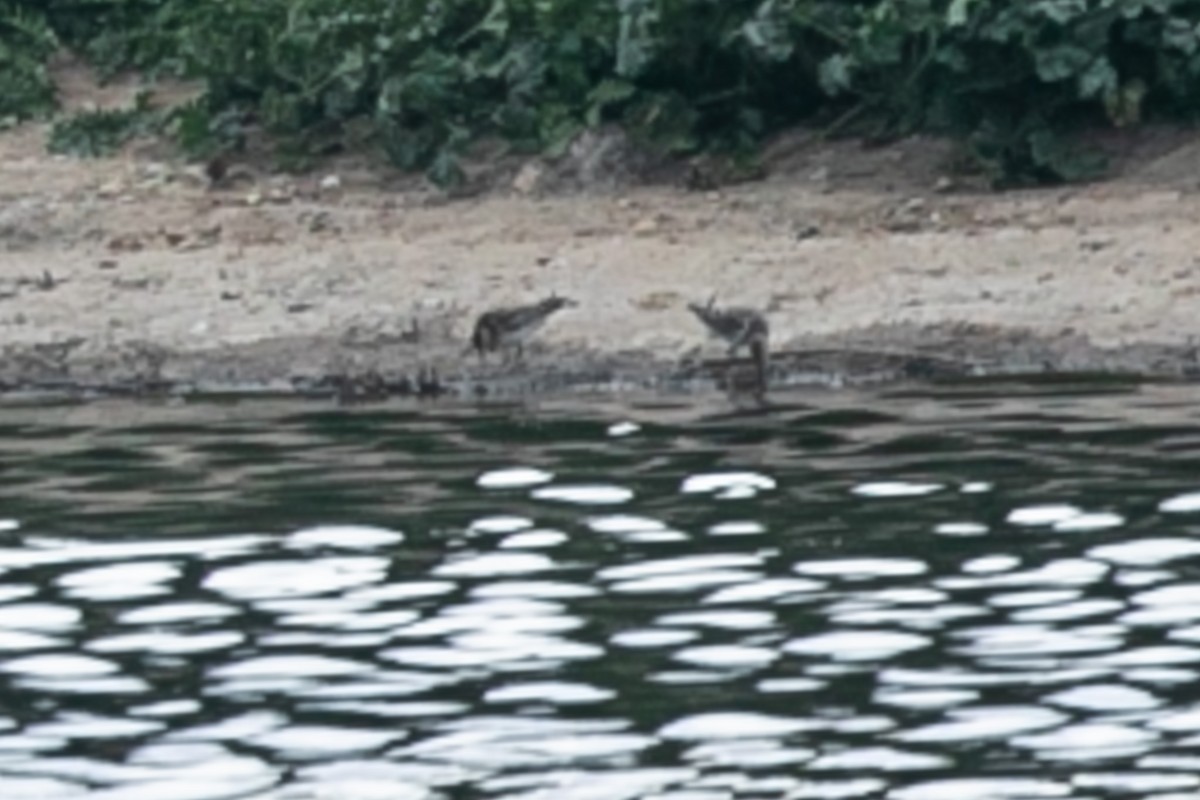 Sharp-tailed Sandpiper - ML624143955