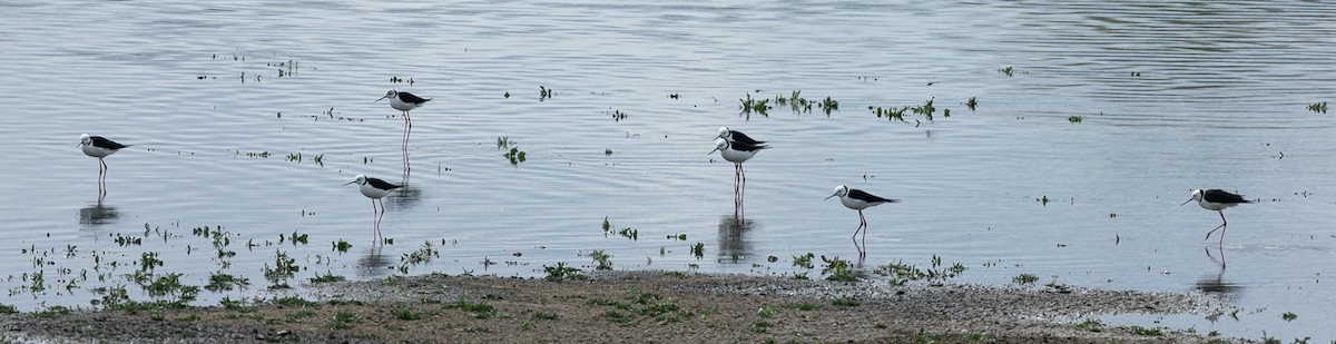 Pied Stilt - ML624143959