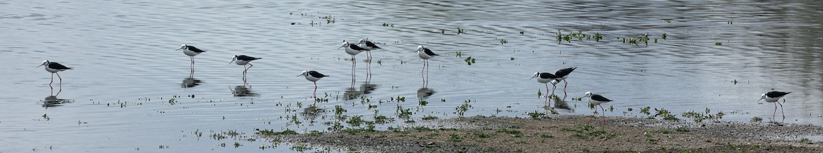 Pied Stilt - ML624143961