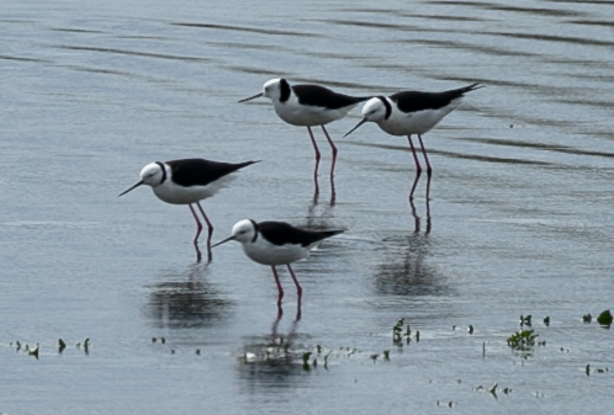 Pied Stilt - ML624143963