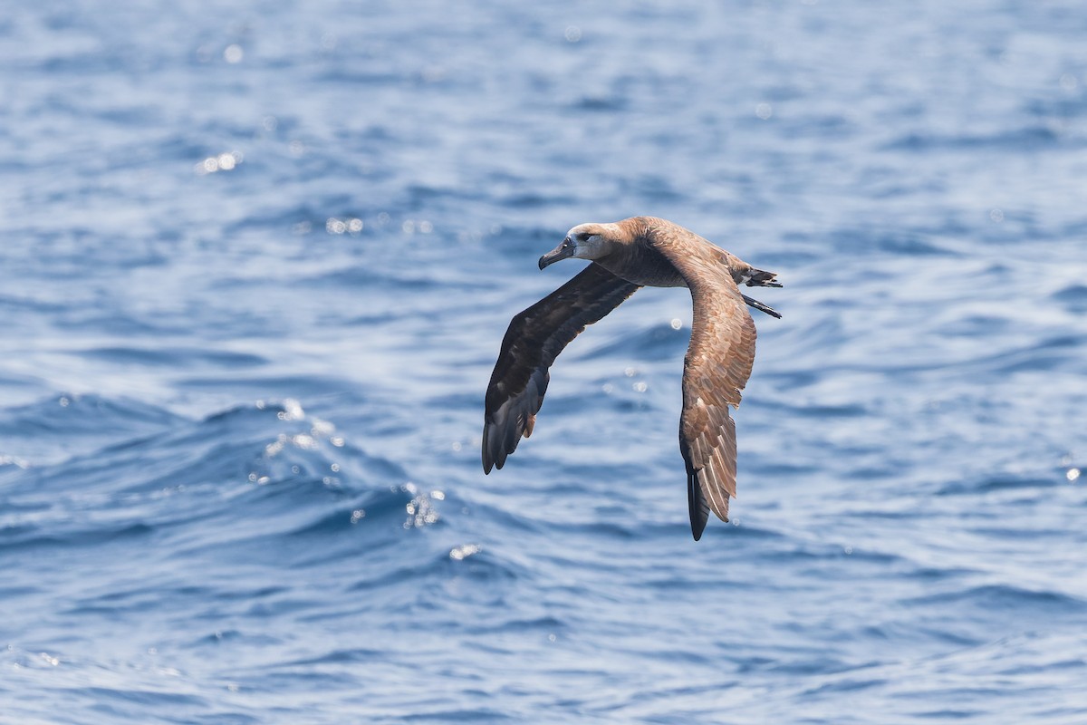 Brown Booby (Brewster's) - ML624143966