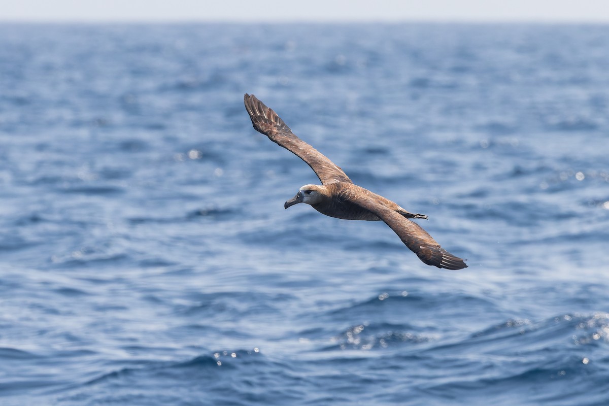 Brown Booby (Brewster's) - ML624143967