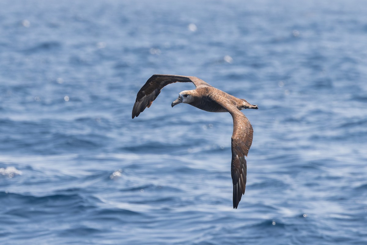 Brown Booby (Brewster's) - ML624143968