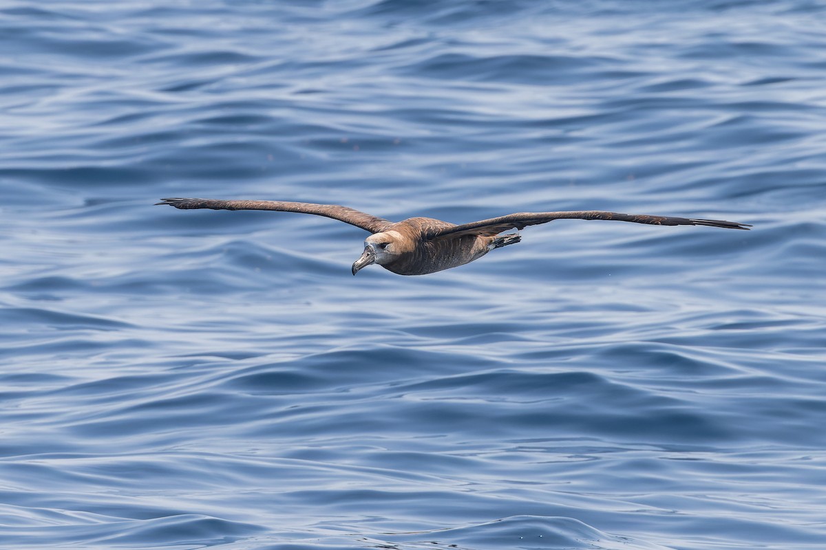 Brown Booby (Brewster's) - ML624143969