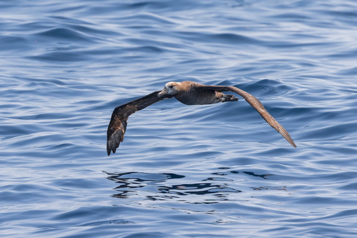 Brown Booby (Brewster's) - ML624143970