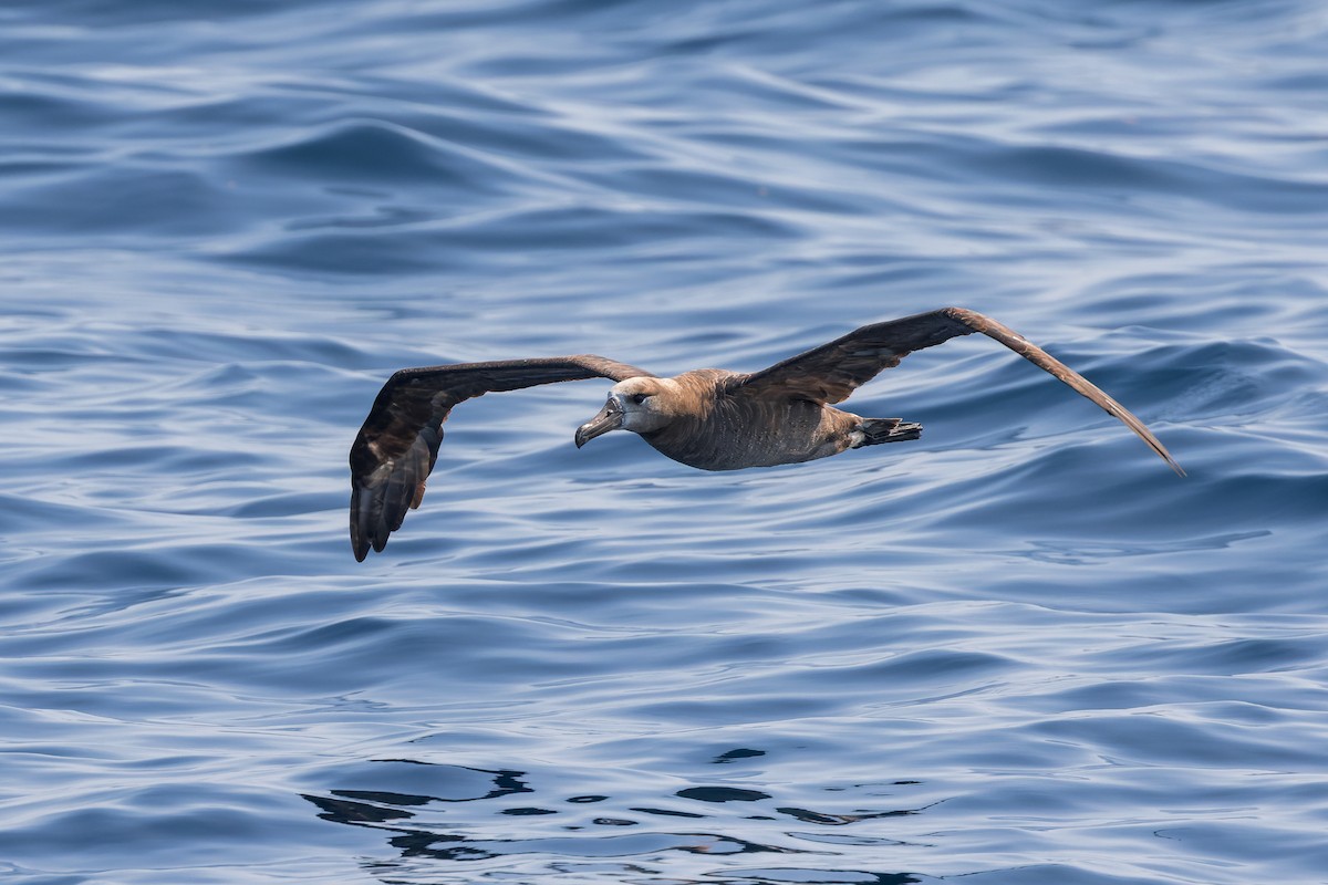 Brown Booby (Brewster's) - ML624143971