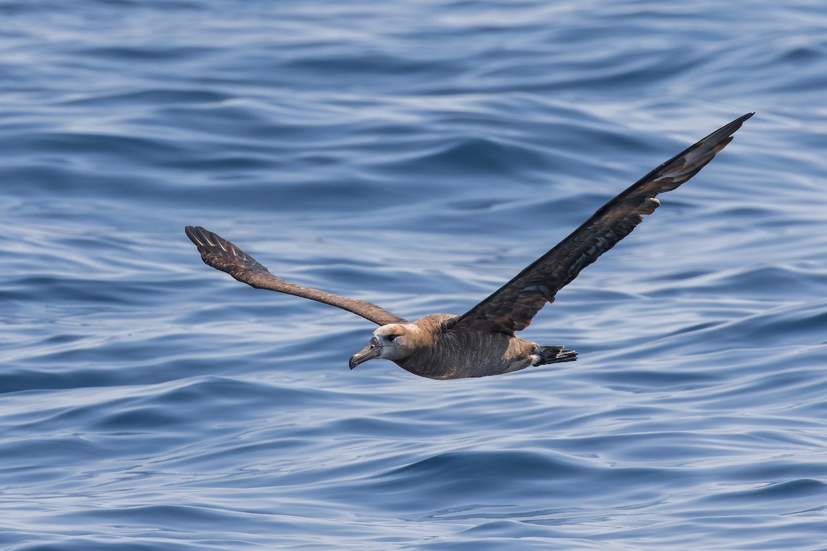 Brown Booby (Brewster's) - ML624143972