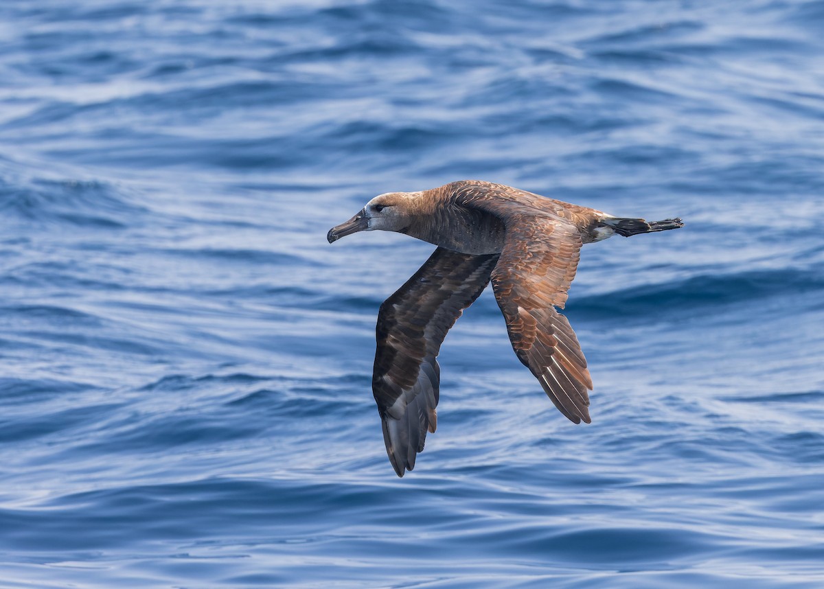 Brown Booby (Brewster's) - ML624143973