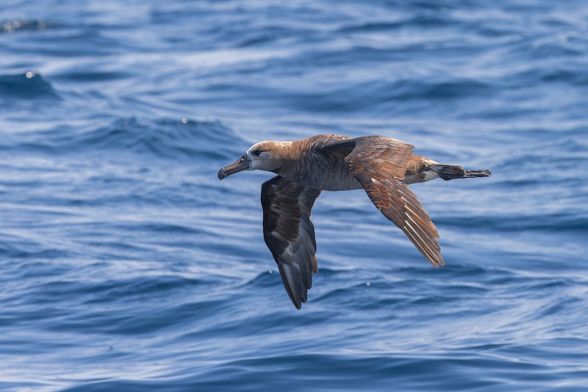 Brown Booby (Brewster's) - ML624143974