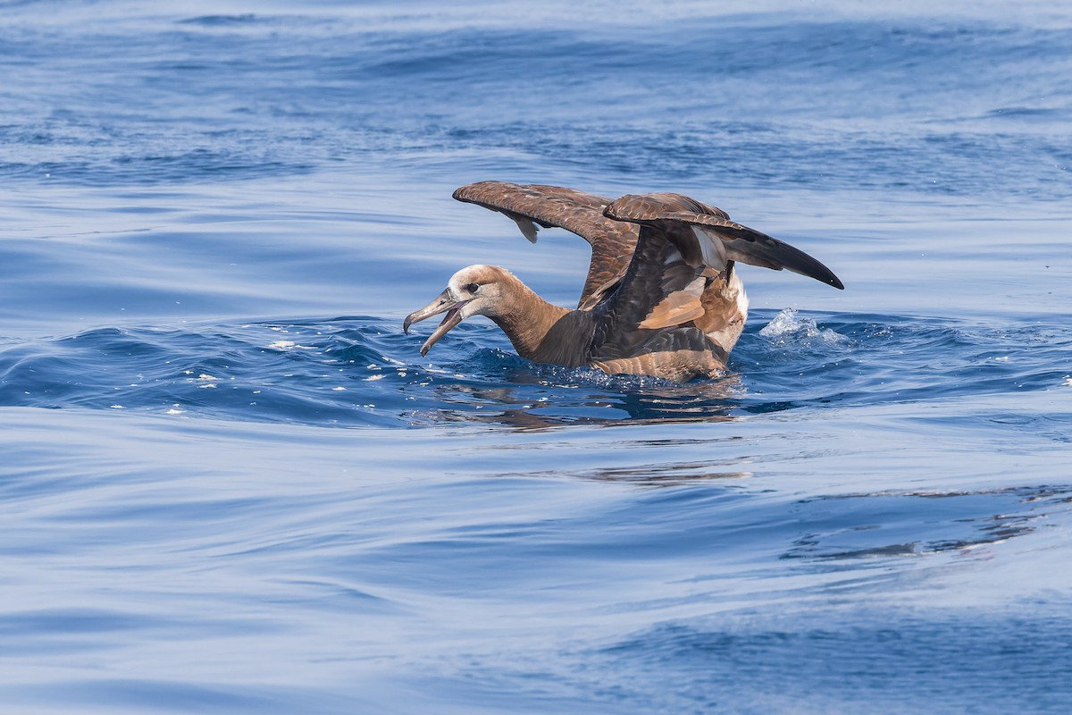 Brown Booby (Brewster's) - ML624143975