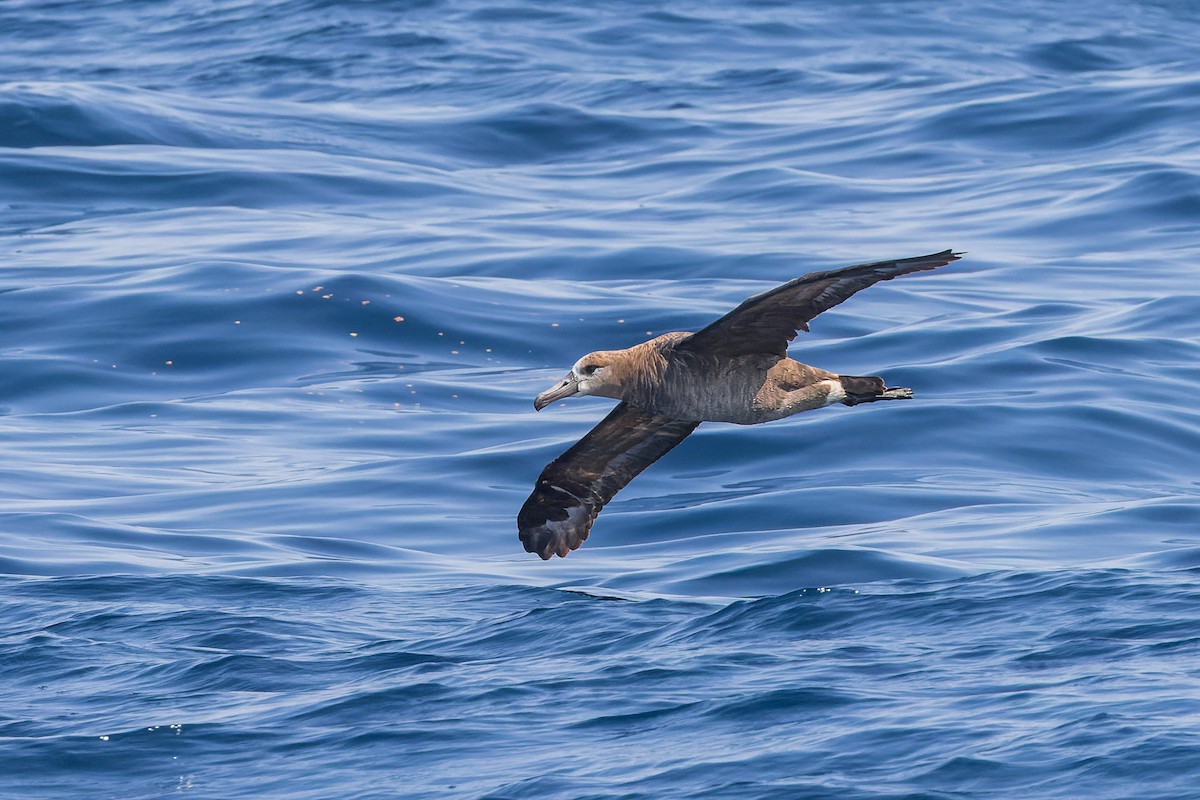 Brown Booby (Brewster's) - ML624143976