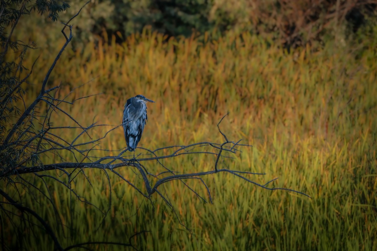 Great Blue Heron - ML624143979