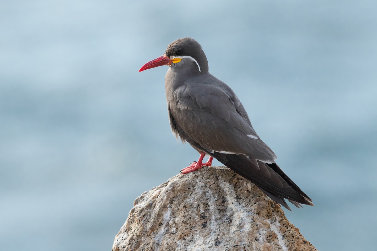 Inca Tern - Ilya Povalyaev