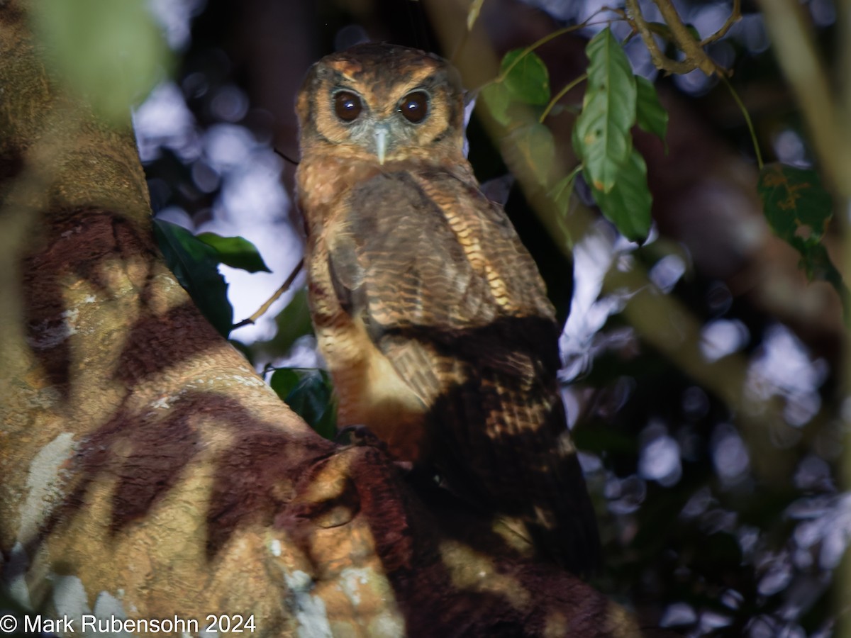 Brown Wood-Owl - ML624143996