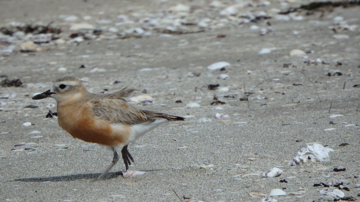 kulík rezavý - ML624143998