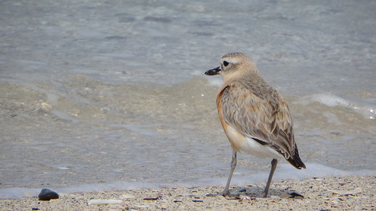 kulík rezavý - ML624143999