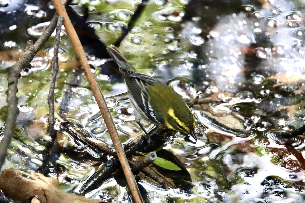 Townsend's Warbler - ML624144009