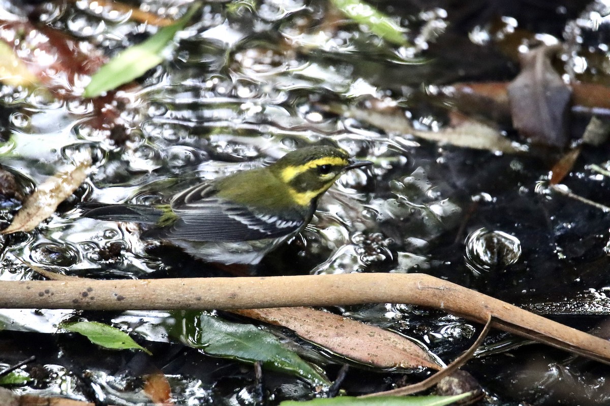 Townsend's Warbler - ML624144011