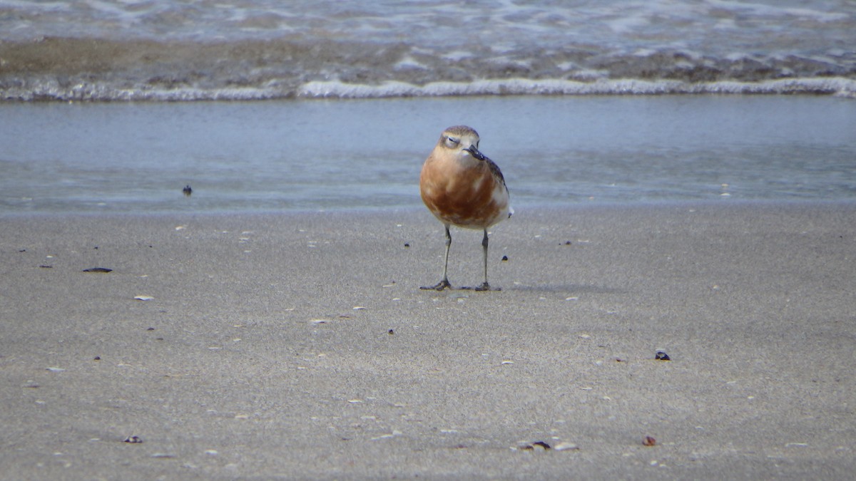 kulík rezavý - ML624144016