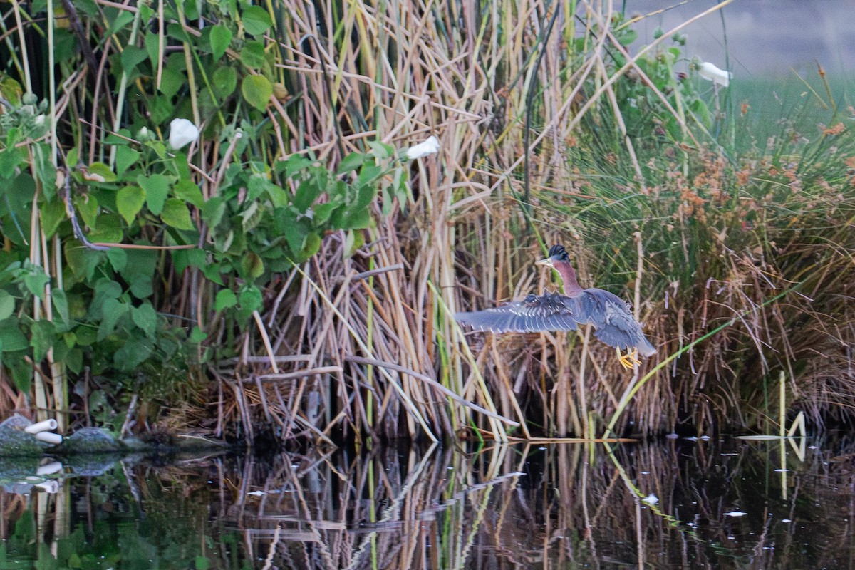 Green Heron - ML624144018