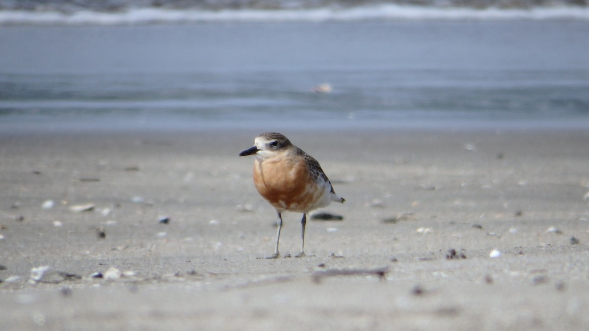 Red-breasted Dotterel - ML624144019