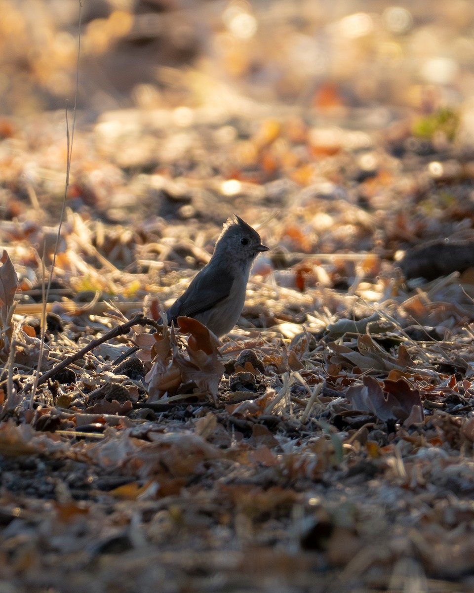 Oak Titmouse - ML624144021