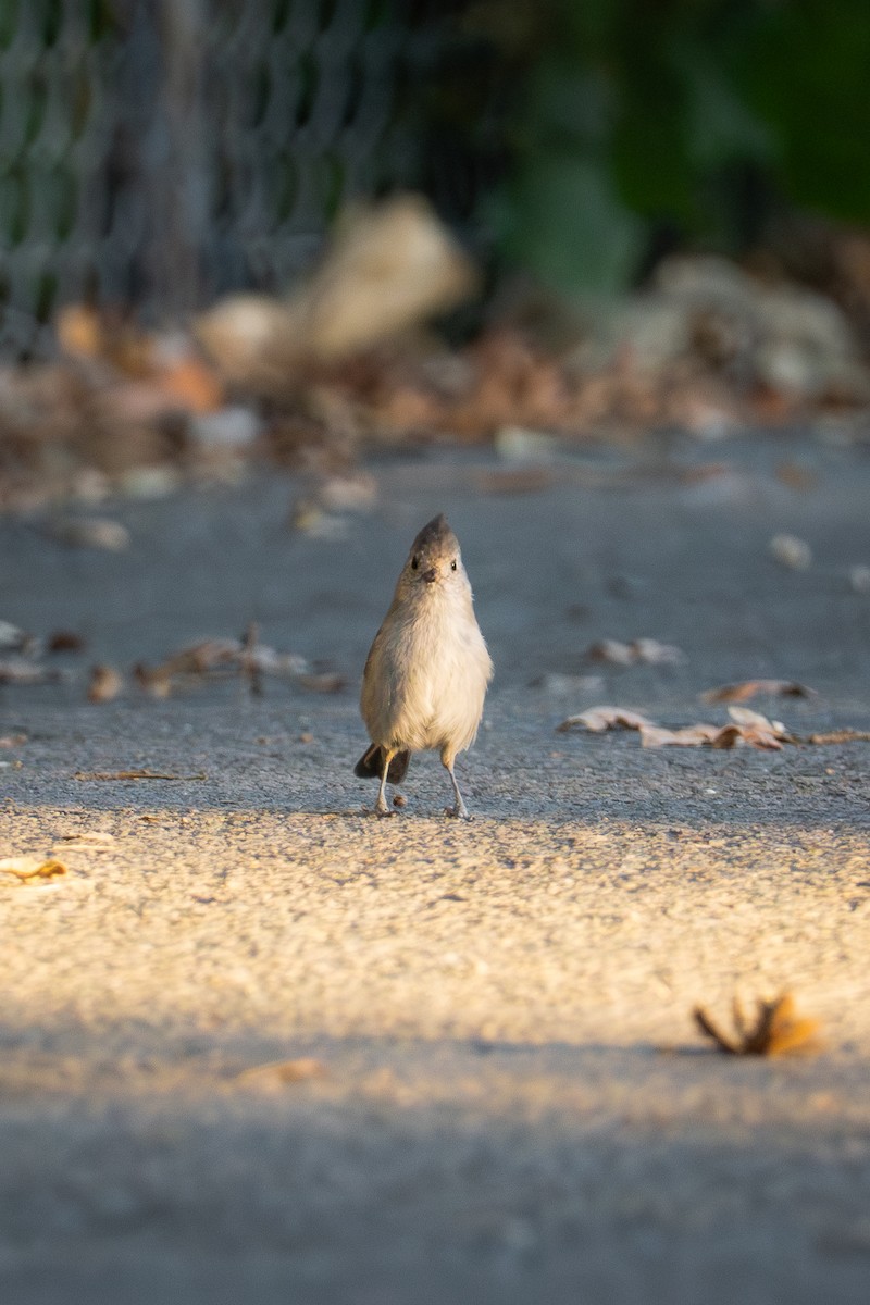 Oak Titmouse - ML624144022