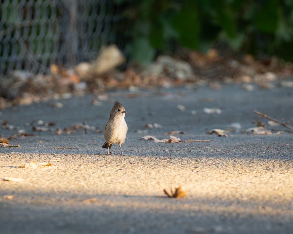 Oak Titmouse - ML624144023