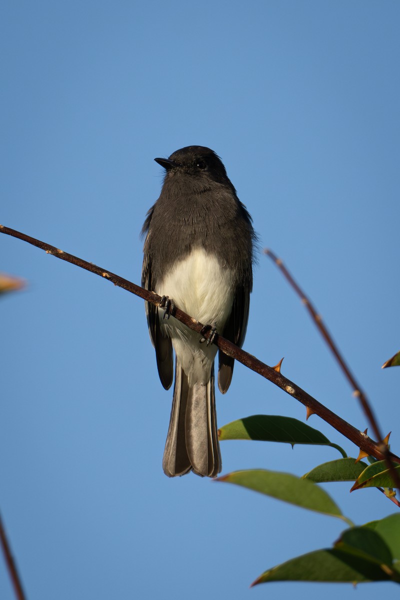 Black Phoebe - ML624144025