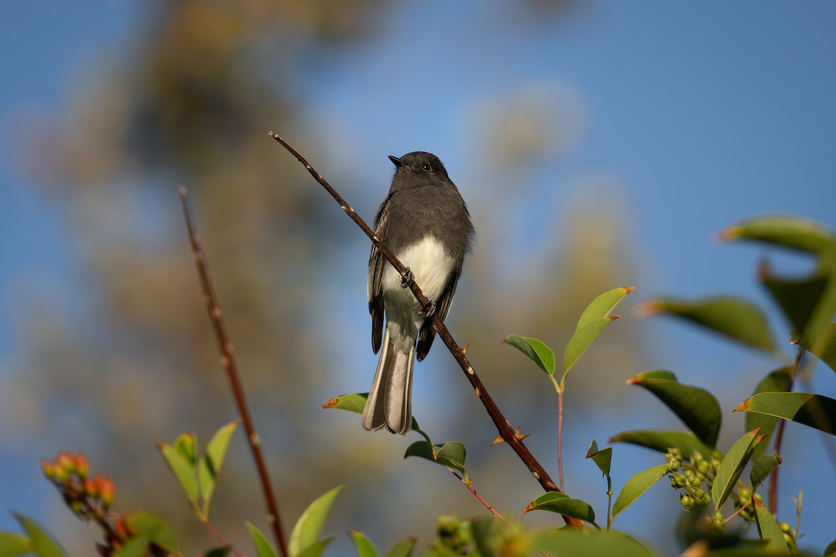 Black Phoebe - ML624144026