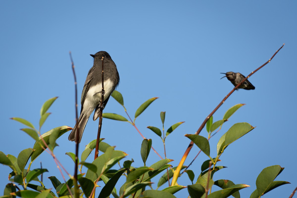 Black Phoebe - ML624144027