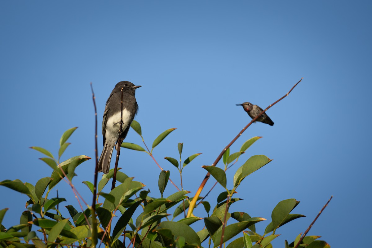 Black Phoebe - ML624144028