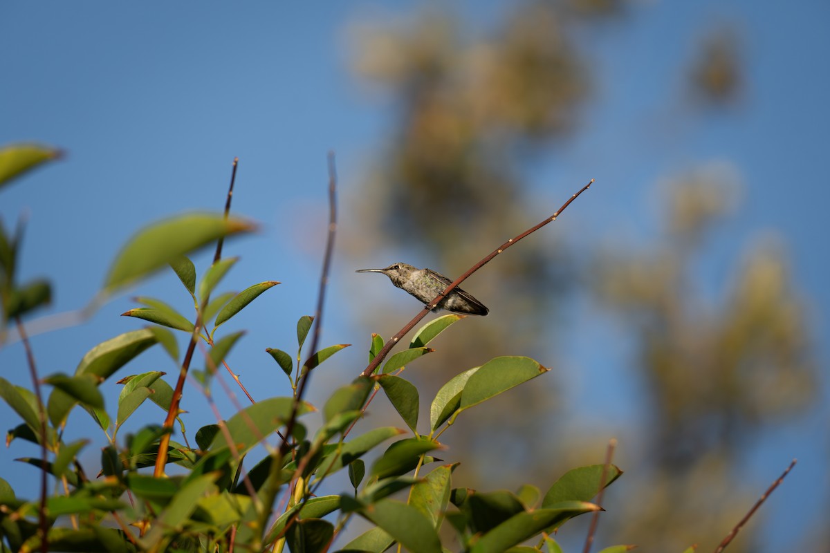 Anna's Hummingbird - ML624144029