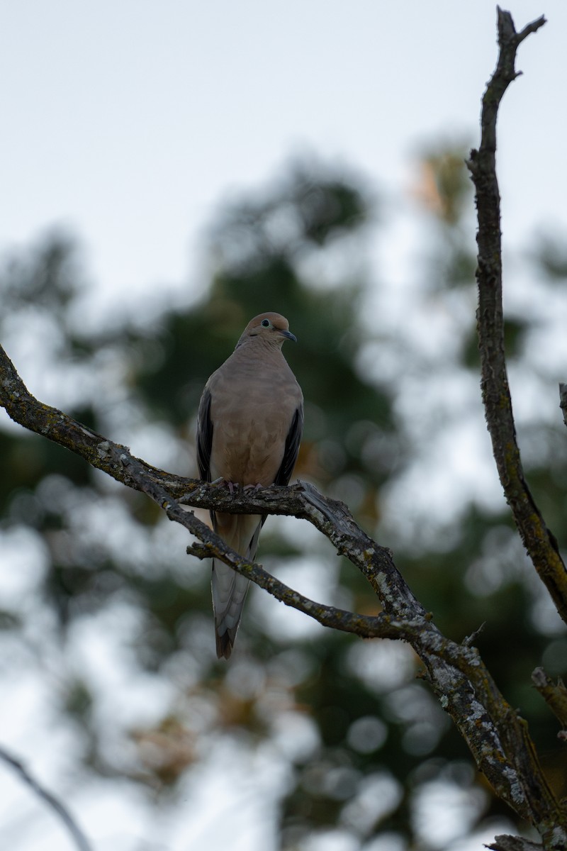 Mourning Dove - ML624144031