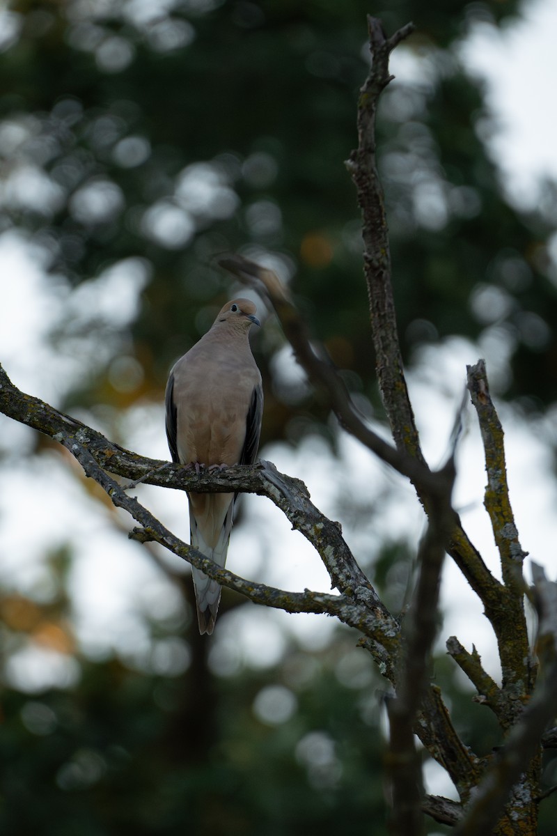 Mourning Dove - ML624144032