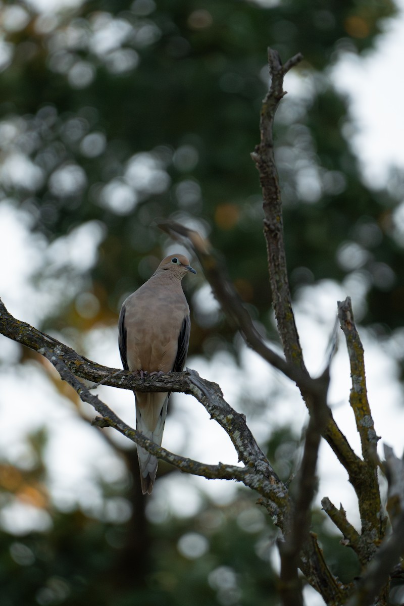 Mourning Dove - ML624144033