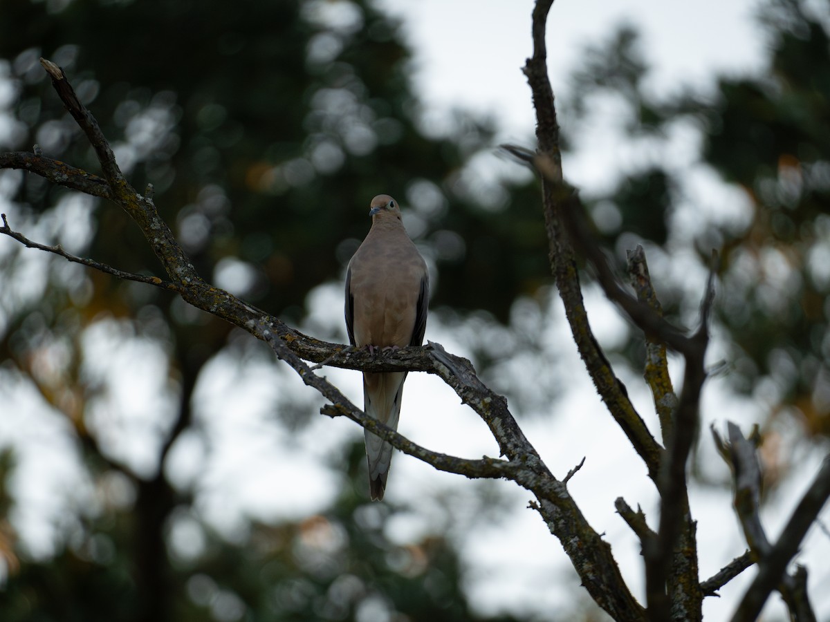 Mourning Dove - ML624144034