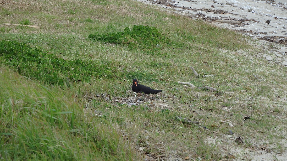 Variable Oystercatcher - ML624144035